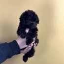 은빛동물병원 | 계룡강아지 실버푸들 분양 - 대전 동양 애견에서의 특별한 만남