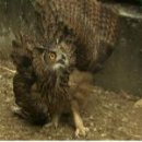 강원대학교 야생동물구조센터 이미지