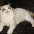 엘름트리 캐터리 이미지