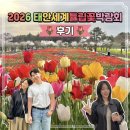 남면농장 | [태안여행2탄] 2026 태안 세계 튤립 꽃 박람회 벚꽃 안면도 태안여행 솔찍후기