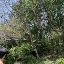 디디에스코리아 이미지