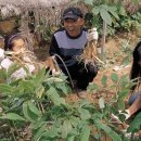 금산인삼 - 금산군 비단로 140 | 금산인삼