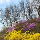 동산운수(합) | 원미산 진달래동산 주차는 어디에??! (4/4방문)