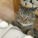 룰루랄라 이미지