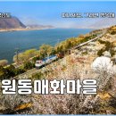 일대마을 | 양산 원동 매화축제 마을 여행 후기