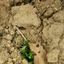 고천농장 이미지