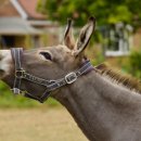 나와 나타샤와 흰당나귀 이미지