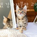 미니펫 강아지분양 고양이분양 수원점 이미지