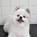 와프펫살롱 | 달서구애견미용 강아지가 좋아하는 1인샵 영블리펫살롱 교감하는 미용사 '사심'가득한 곳