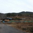의령 성황리 소나무 Daum카페
