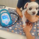 차암동물병원 이미지