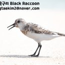 (가격인하 &amp; 240501 내용 추가) 니콘 AF-S NIKKOR 600mm f4G ED VR 판매합니다. (정품) 이미지