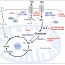 Re:Re: Glutaminolysis as a target for cancer therapy 이미지