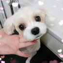 쿨한강아지