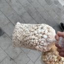 서울강냉이