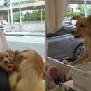 댕댕이 미용실 이미지