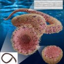 진 소프트 이미지