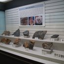 충남대학교 자연사박물관 이미지