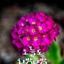 당신의봄날 Daum카페