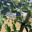 홍이네농장 이미지