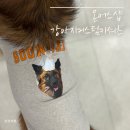 댕댕이샵 | 온어스샵 [강아지커스텀티셔츠] 우리집 댕댕이가 직접 입어본 후기:)