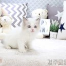 해피애견타운 강아지고양이 포항점&현살롱드펫(남구) 이미지