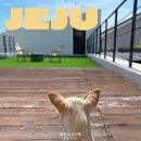 몽스파 | 제주 허그제주펜션(오로시 제주) 애월 독채 숙소 9박 10일 숙박 후기