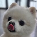 독크루북구점 | 광주 실내 애견카페 독크루 북구점