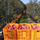 정일품농장 이미지