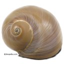 GR(서천군)-4[마서로]-상-1 | 어딘가에서 "나랑 같이 먹지."하는 소리가 들렸다. 농부는 깜짝 놀라 주변을 둘러보았지만 아무도...