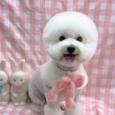 인생멍컷 이미지