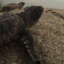 토토의 바다 이미지