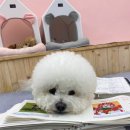 멍댕이 애견유치원 이미지