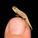 카멜레온 이미지