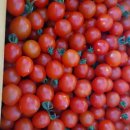 유기농대추방울토마토/양솔방울님 이미지