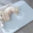 쿨패스 | 살짝 아쉬운 코미라 강아지 쿨매트 솔직 후기
