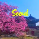 새마을종묘 | 서울 종로 가볼만한곳 꽃구경 창덕궁 홍매화 벚꽃 명소 (4월 3일 방문 실시간)