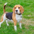 꼬리치는 강아지 이미지