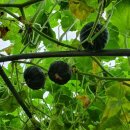 장사농장 이미지