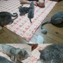 그루밍츄 이미지