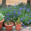 영국목장 이미지