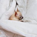 나의 강아지에게 이미지