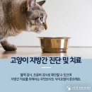 구일동물병원 네이버블로그