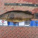 거일낚시터 이미지