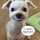 gold dog | 하와이 여행후기 낋여오기 1탄