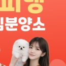 퍼피댕 안심분양소 강아지분양 애견입양 천안아산점 이미지