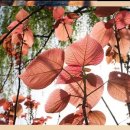 소울메이독 이미지