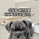 러버독&도그팰리스 이미지