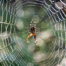 검빵이네 이미지