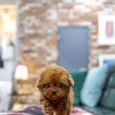 일산 강아지분양 스마트독 | 김포강아지분양 일산강아지분양 스마트독 소개해요.